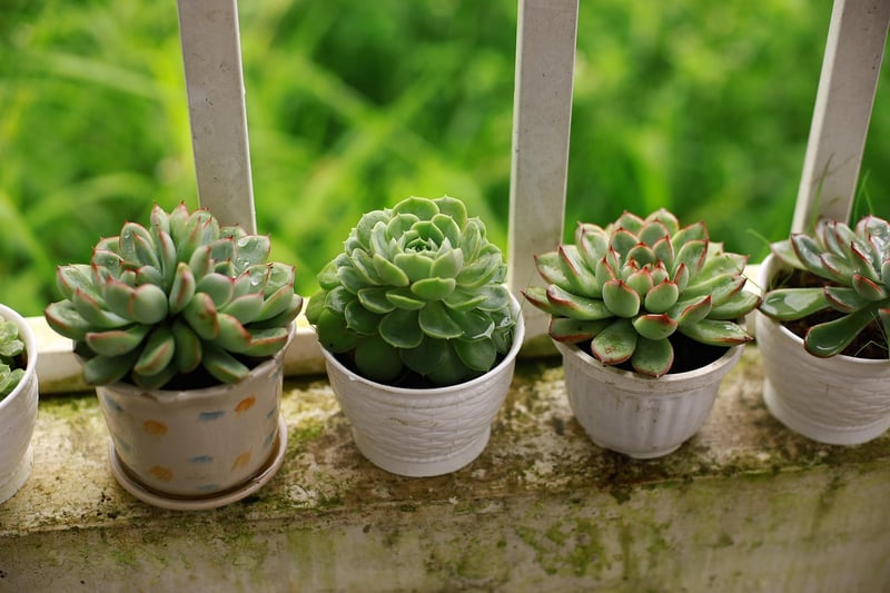 Balcony Plants